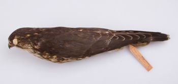 Media type: image;   Ornithology 181085